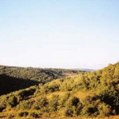 Bosques